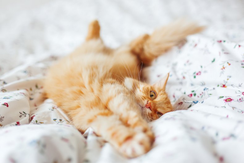 Where do cats like to graze