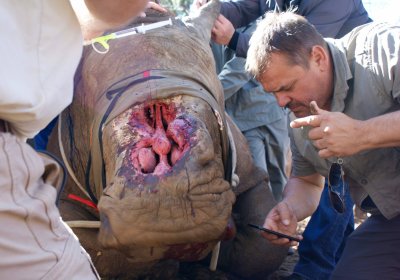 Crying rhino Crying rhino