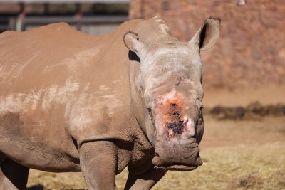 Crying rhino Crying rhino