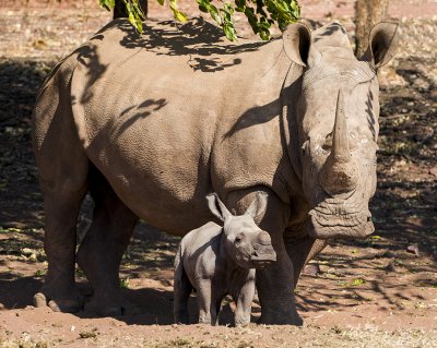 Crying rhino 