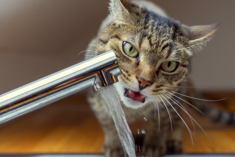 A cat and a water tap.