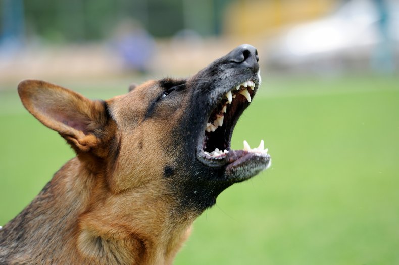 An aggressive dog