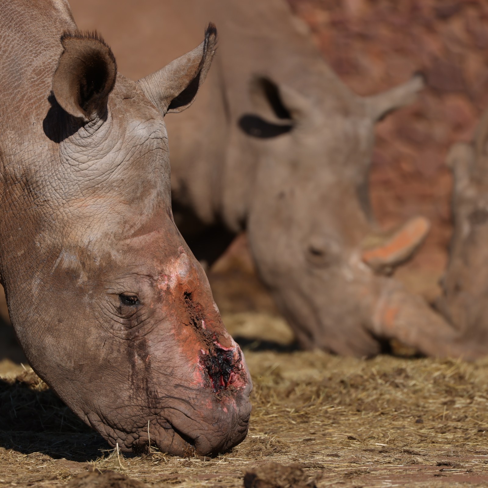 World's Saddest Rhino Who Cried After Horn Was Ripped Off Released