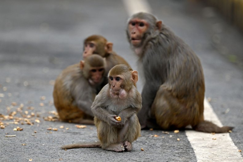 Monkeys at the roadside in India