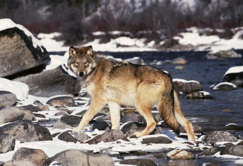 Stock image of a grey wolf