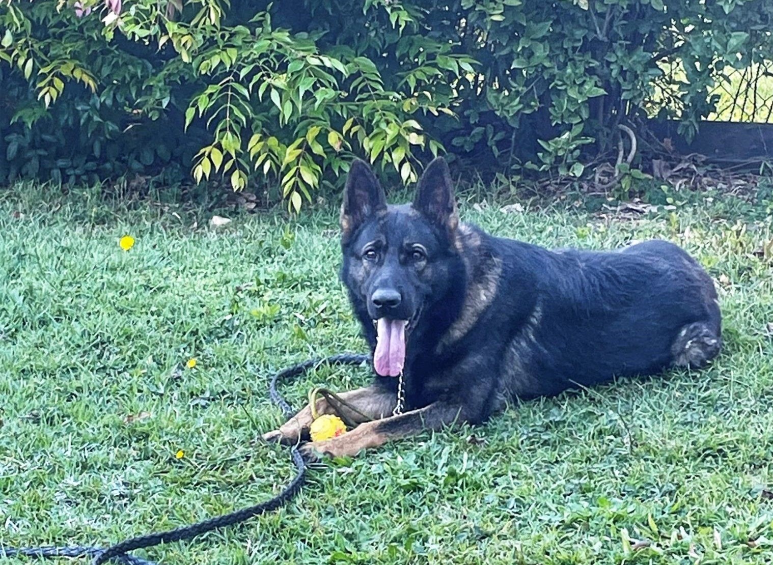 Search for Lost Police Dog Who Went Missing in Pursuit of Suspect Scaled Back