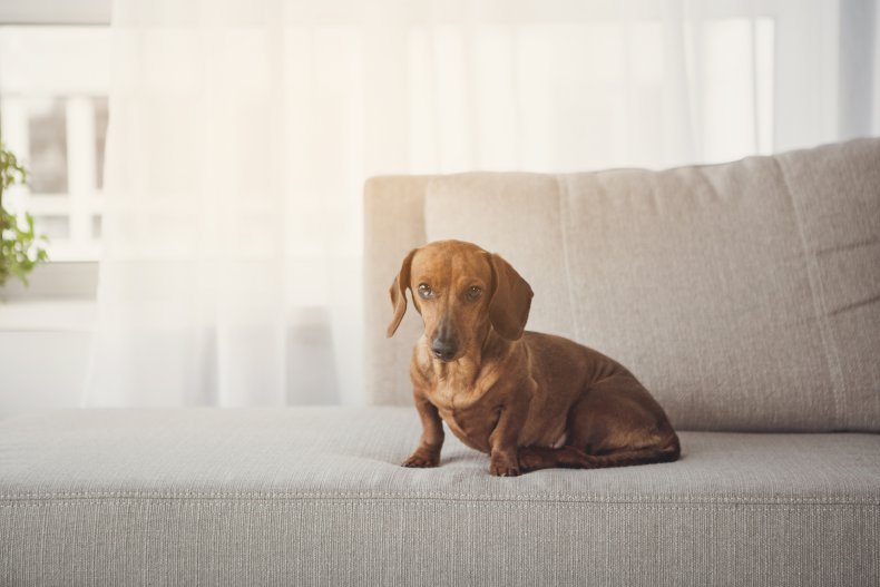 A wiener dog on a couch.