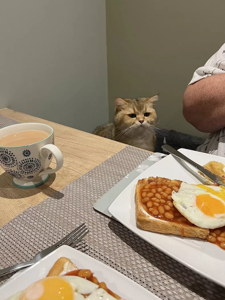 Cat Looks Upset It’s Excluded From Dinner
