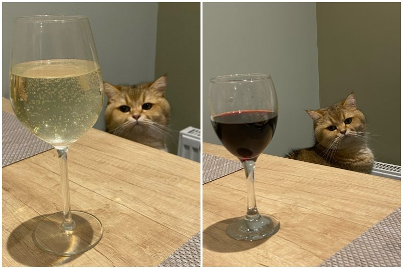 Photo of Bertie the cat, from England.