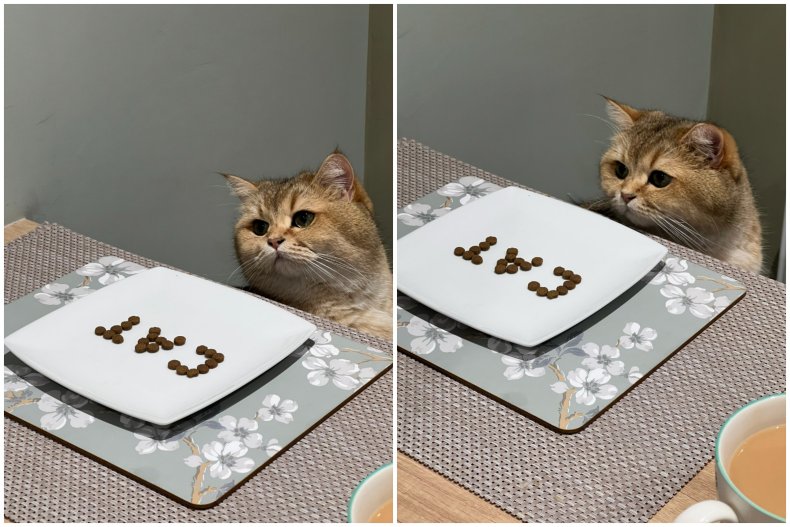 Photo of Bertie the cat, from England.