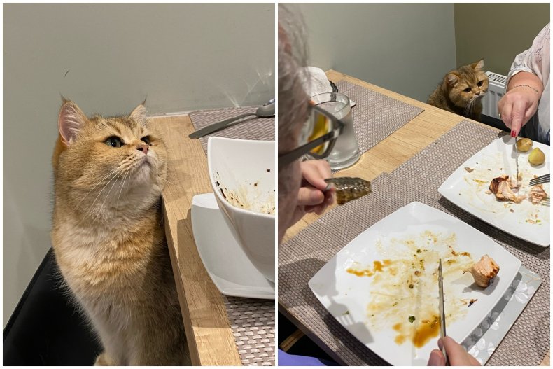 Photo of Bertie the cat, from England.