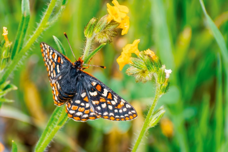 Stock image of a chequered butterfly 