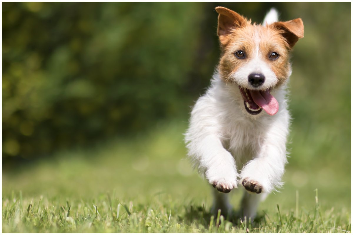 Stock image of running dog 