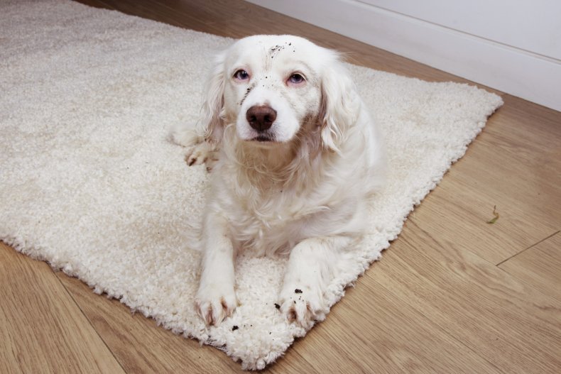 File photo of muddy dog.