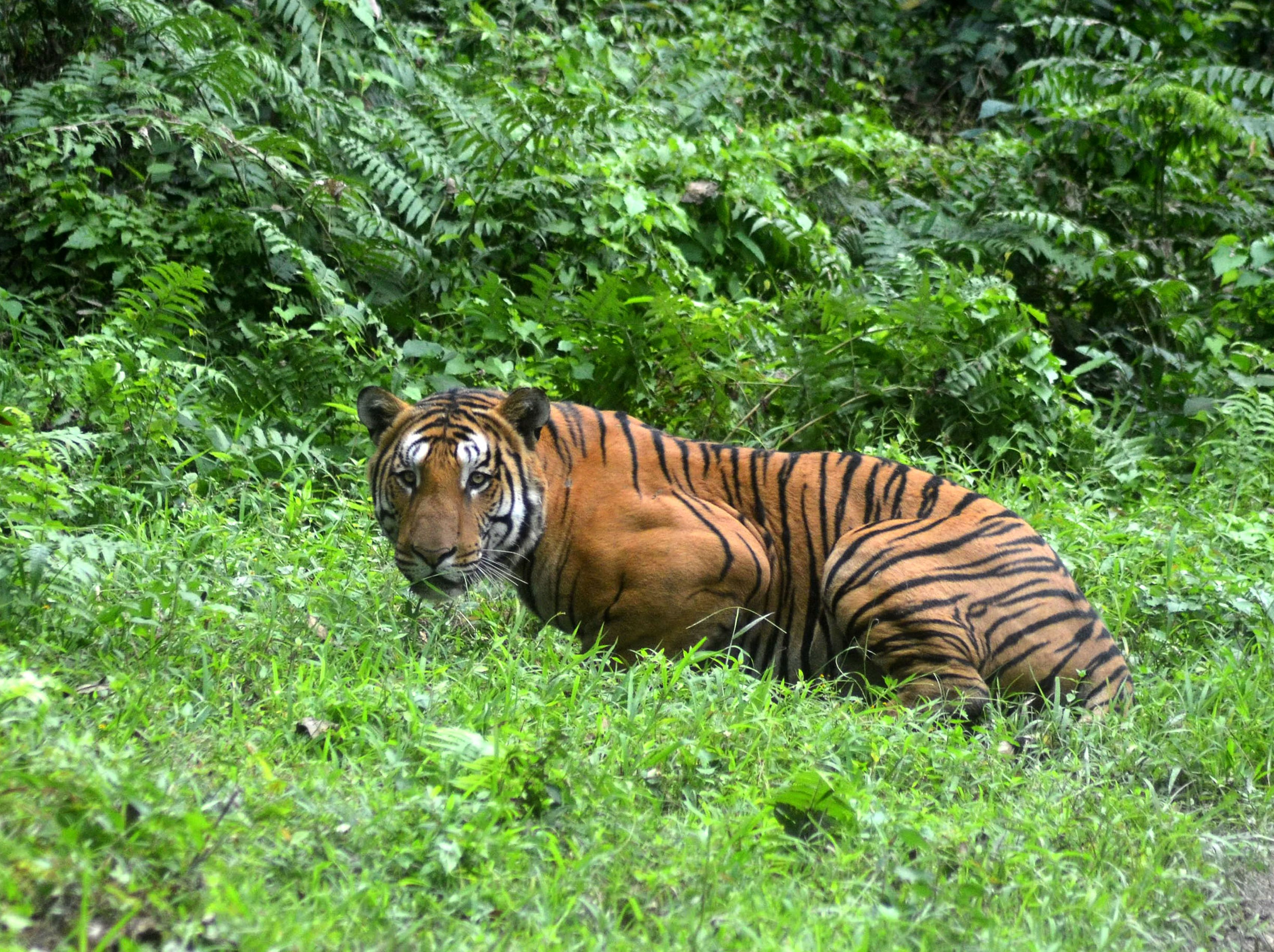 Тигр людоед. Бенгальский тигр Индия. Амурский (Уссурийский) тигр.