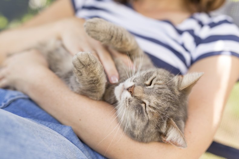 A cat sleeping on a person.