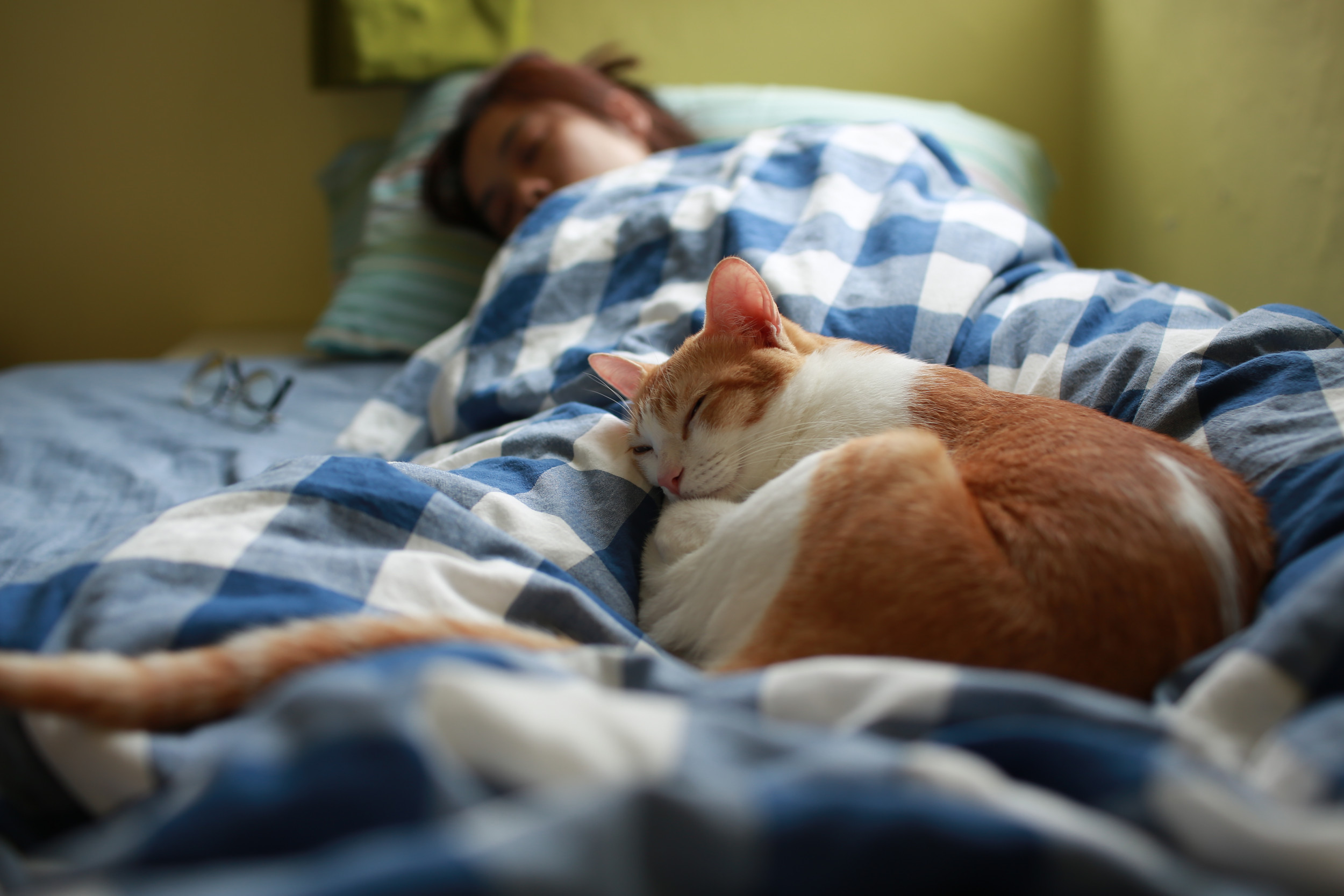 Why Do Cats Like To Sleep With Their Owners Newsweek