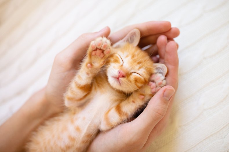 Hands holding a sleepy kitten.