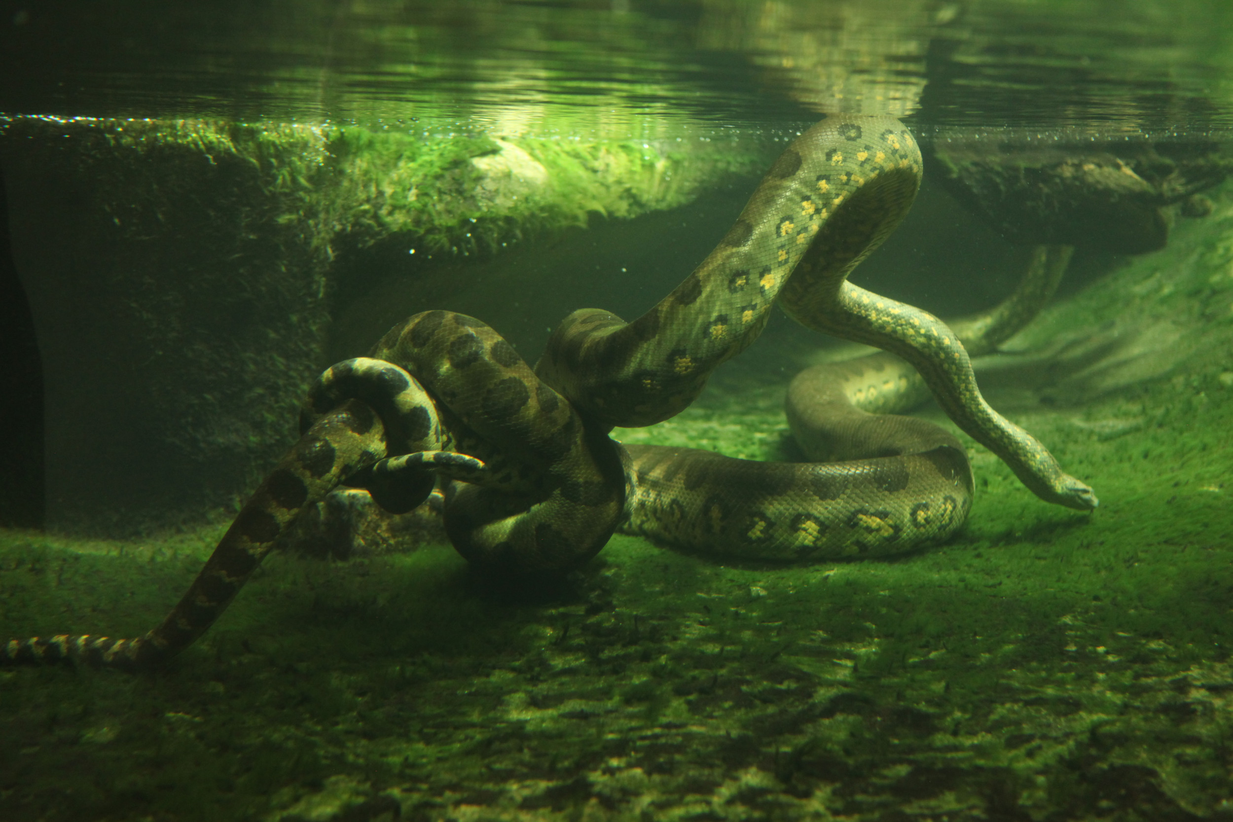 Большая змея под водой