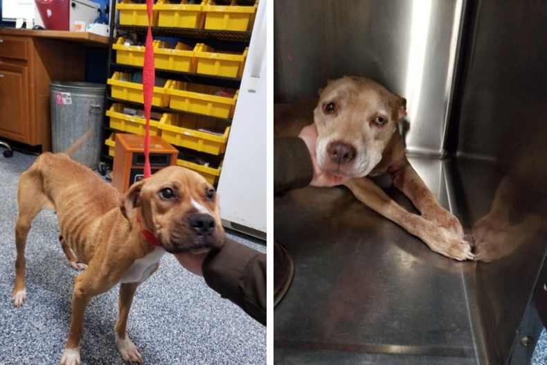 سگ ها از خانه ویرجینیا نجات یافتند