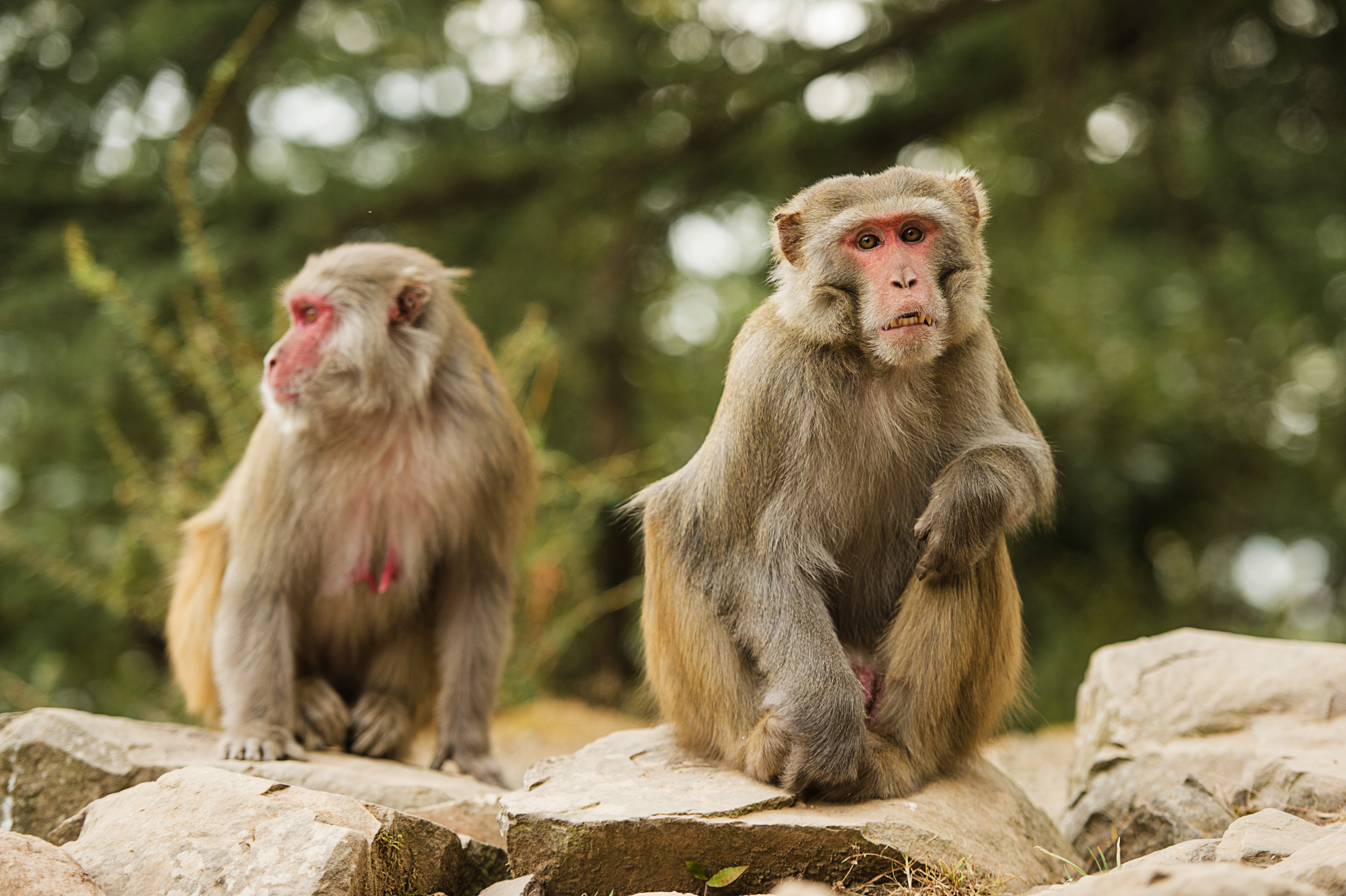 Woman Who Encountered Escaped Lab Monkey 'Not Sick' - Newsweek