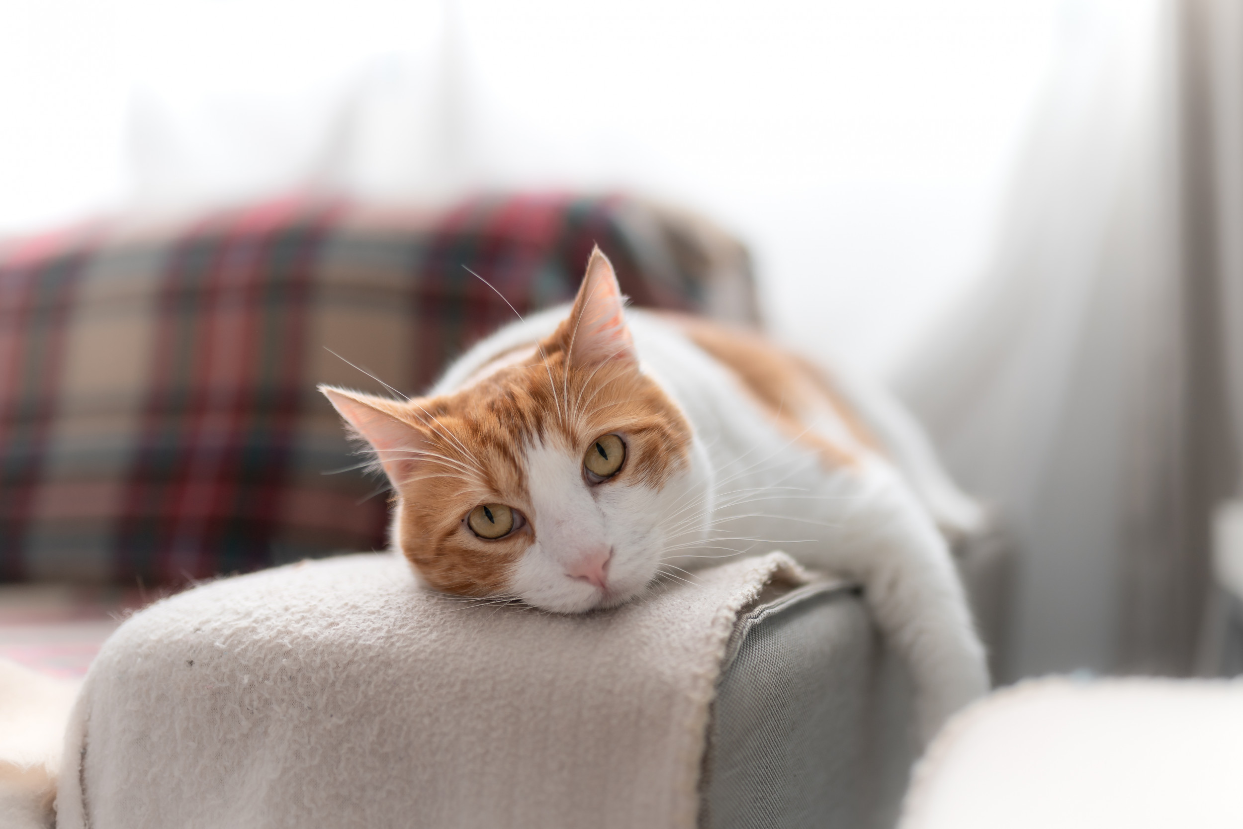 Do Cats Get Lonely Poultry Care Sunday