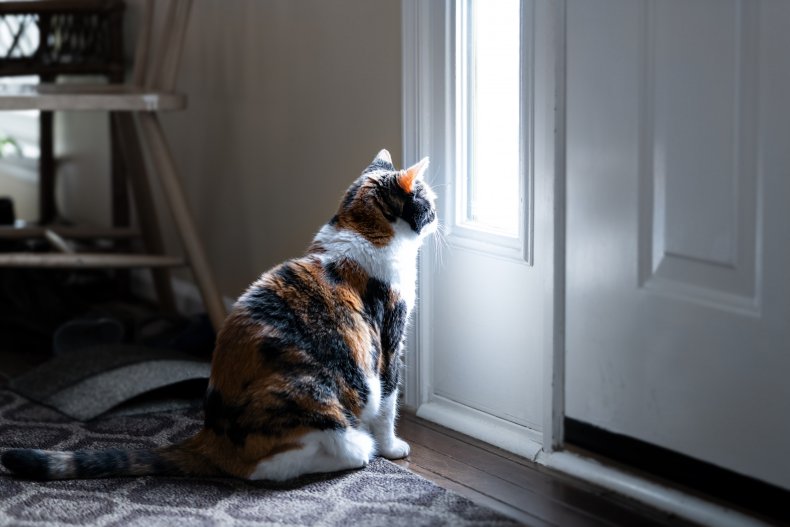 Cat looks out window