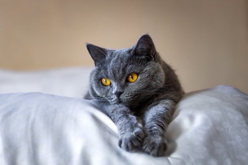 cat on bed