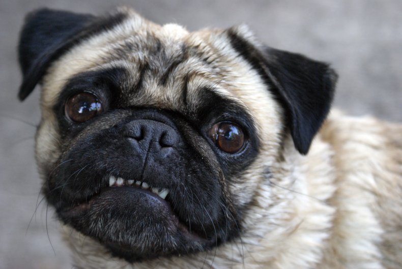 An angry looking pug dog.