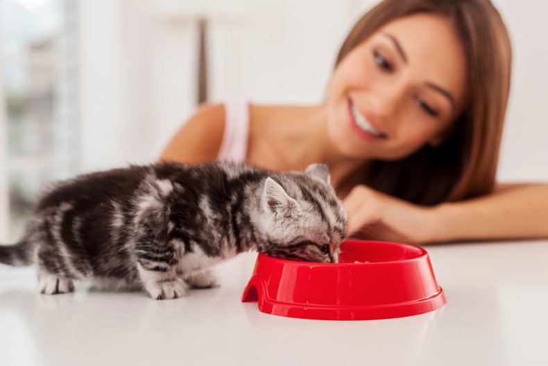 A small kitten eating from a bowl.