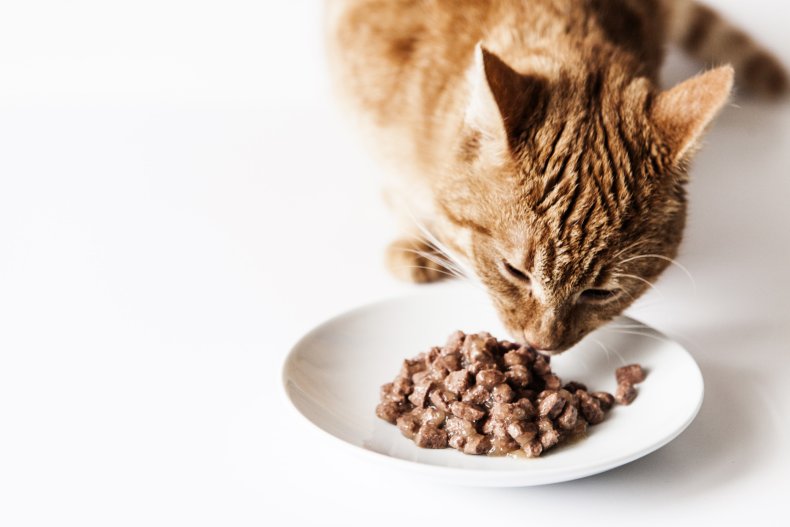 A cat is eating some wet food.
