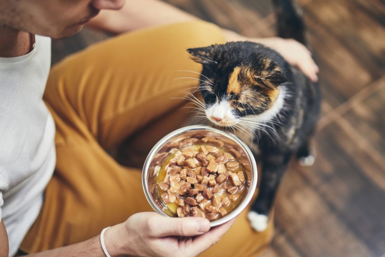 A cat looking at food bowl.