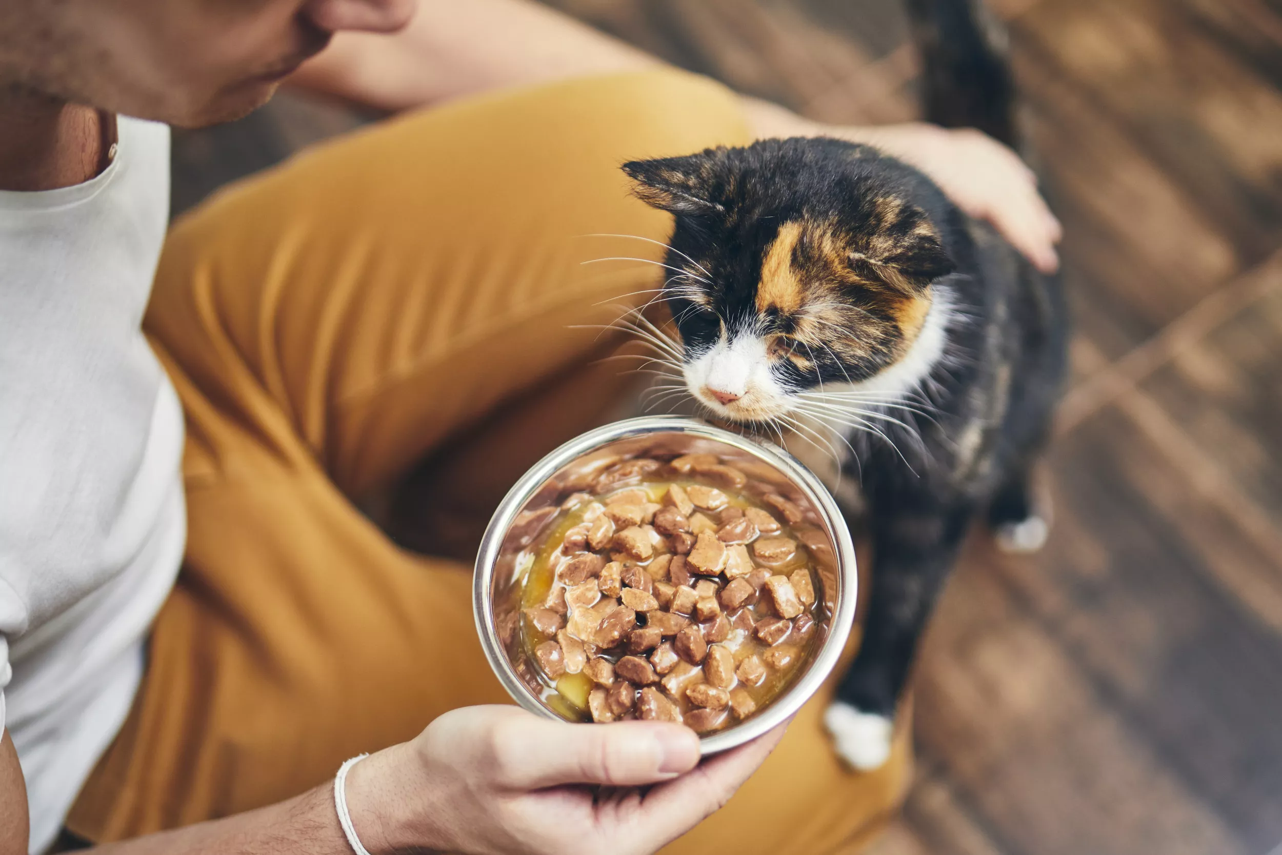 What Do Cats Like to Eat for Breakfast? Best Foods for Your Fussy Feline - Vimarsana News