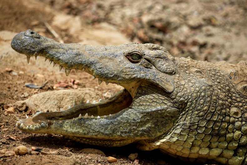 Nile crocodile seen in Sudan
