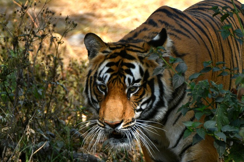 Tiger seen in Lalitpur, Nepal