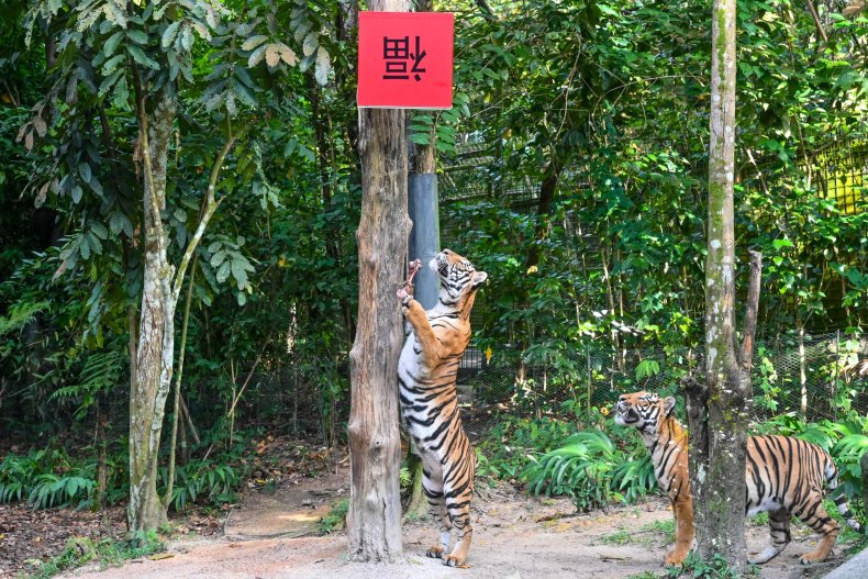 Young Malayan tiger in Singapore