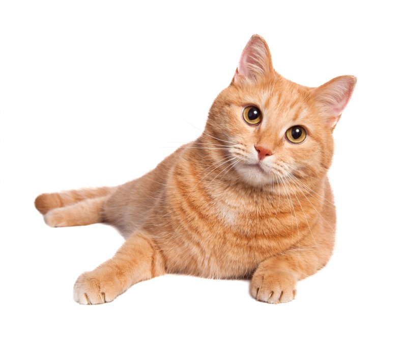 Orange tabby cat