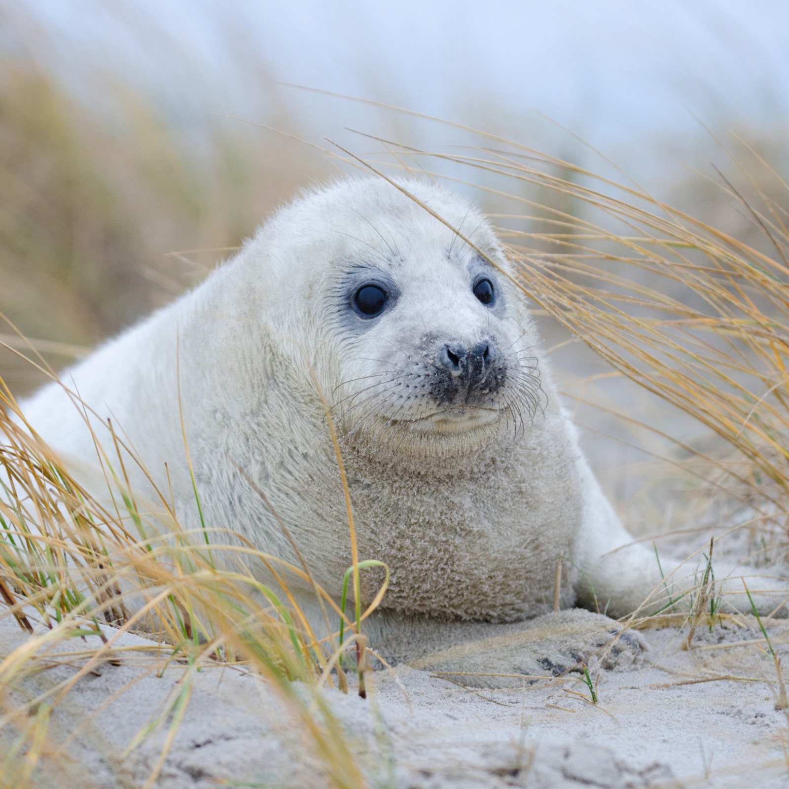 Underweight Seal Pup Who Didn't Learn How To Eat Rescued From New Jersey  Sand Dune