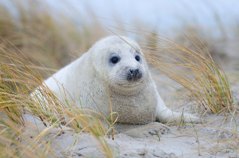 Baby grey seal seen in Helgoland