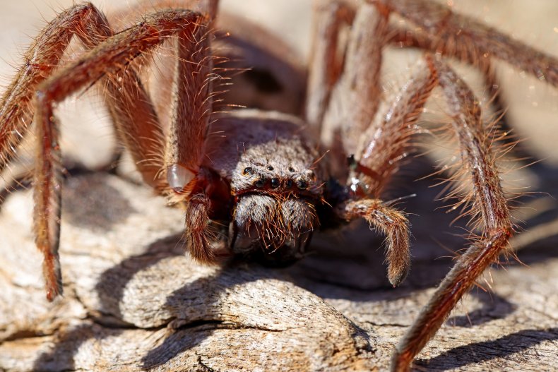 An adult huntsman spider.