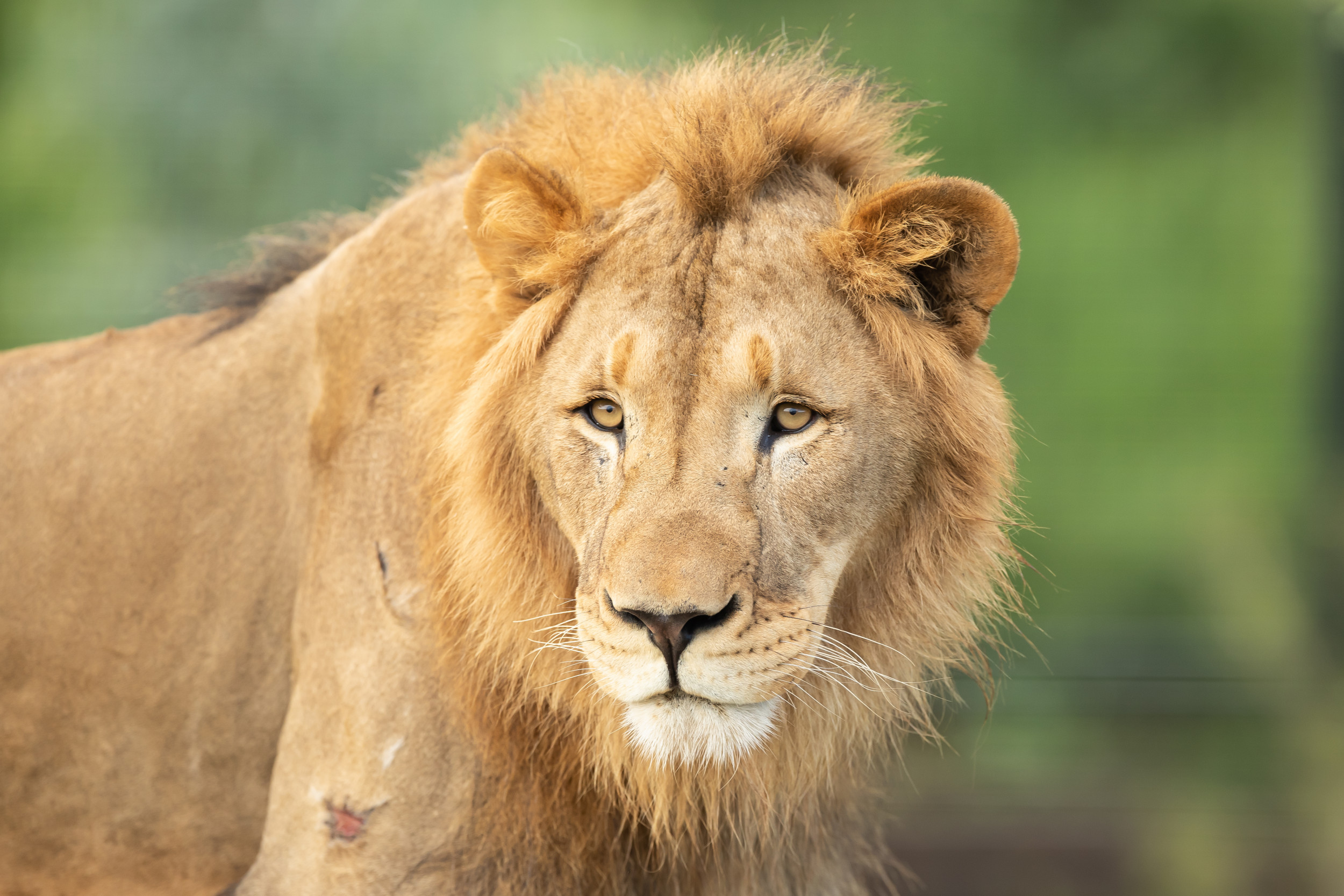 The Story Of Christian The Lion As Owner John Rendall Who Walked Him 
