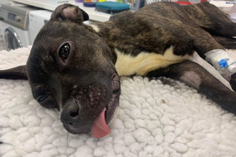 Emaciated dog found in Scotland