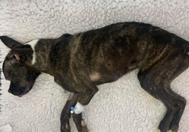 Emaciated dog found in Scotland