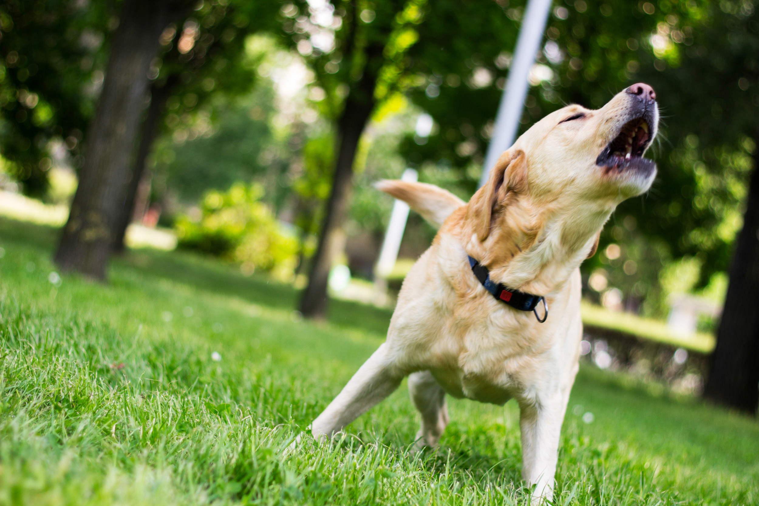 how loud is a barking dog