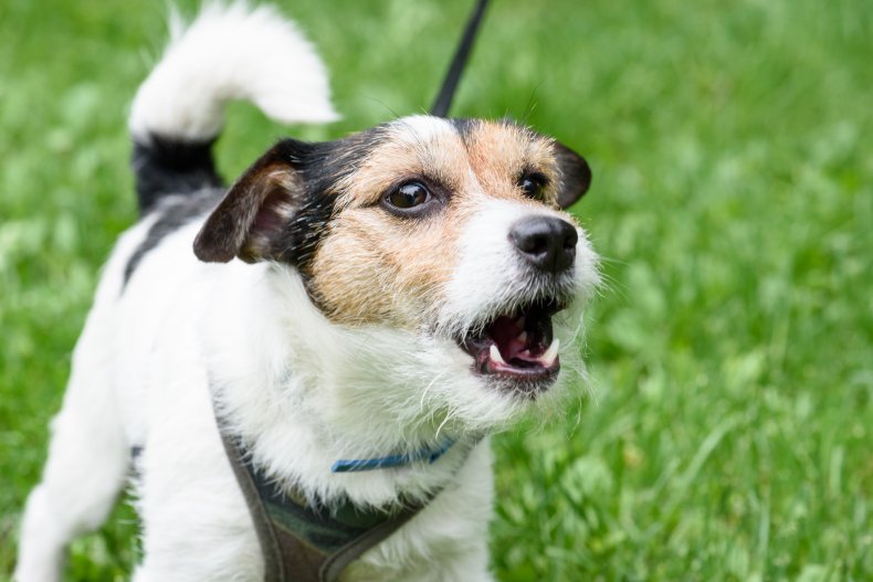 A dog barking in a park.
