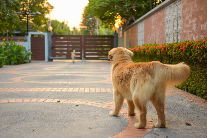 A dog guarding a home.