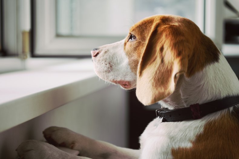 A dog looking out a window.