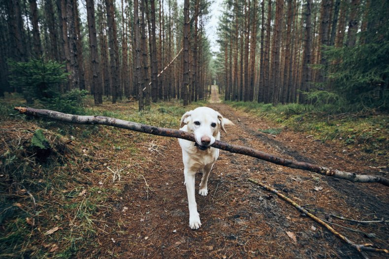 A labrador carrying a giant stick.