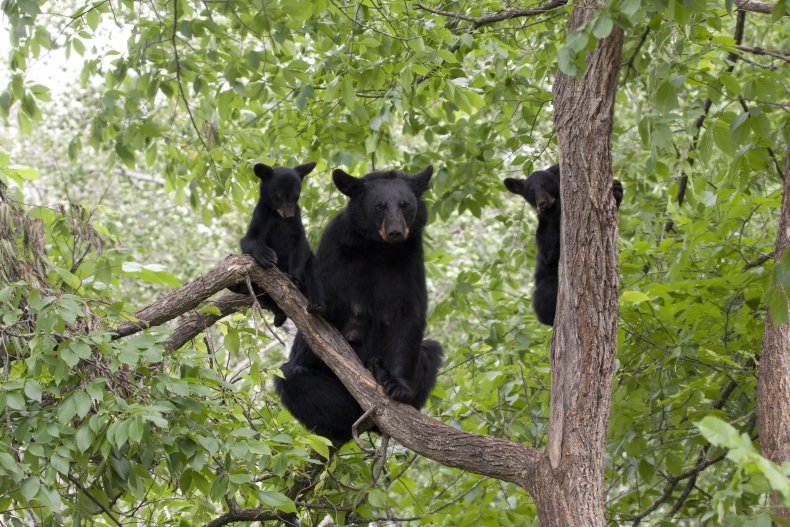 Black Bear and Cubs
