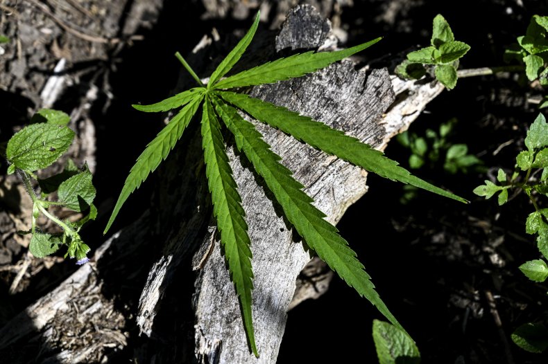 A marijuana leaf 